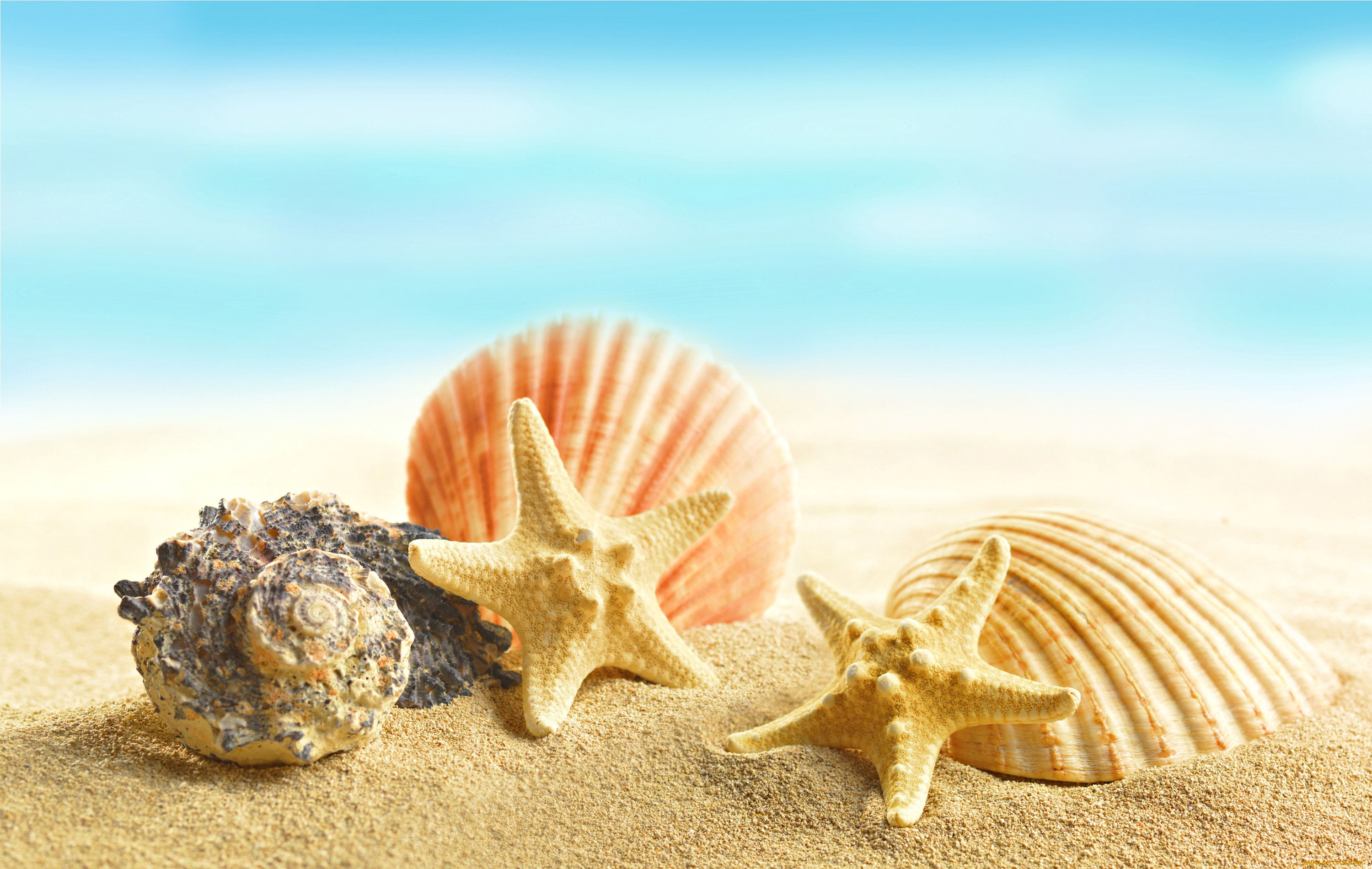 , ,  ,    spa-, , , marine, sand, beach, starfishes, seashells